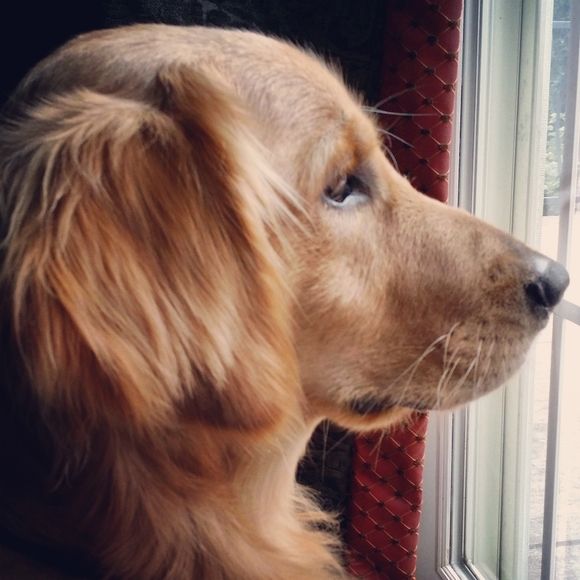 Meet your Posher, Gloria - Picture 4 of 5